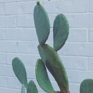 Meet your Posher, sunflower